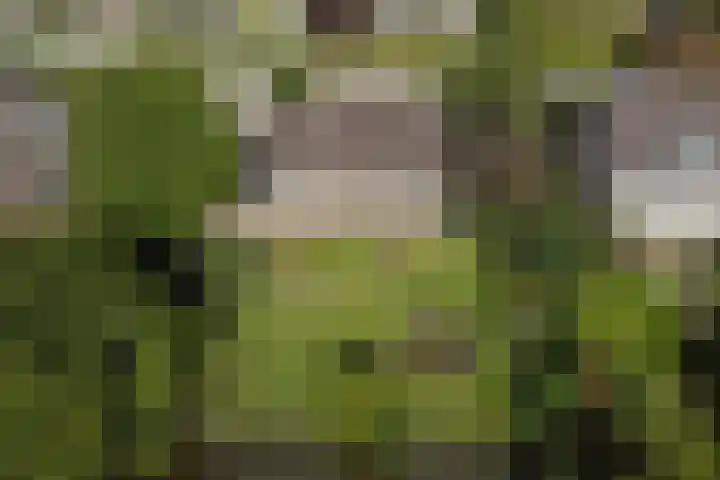 Dorpsweg 68 I Hoornaar thumbnail 35