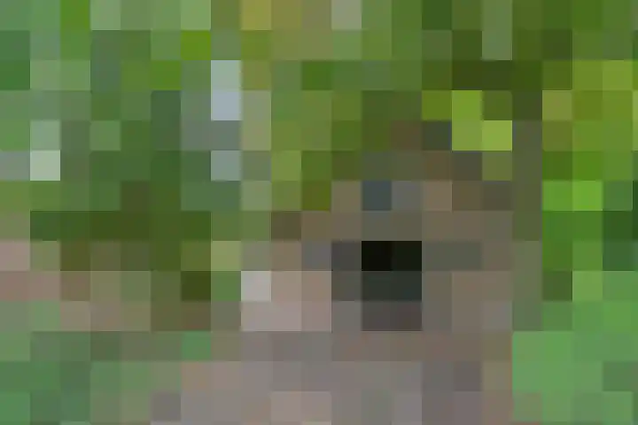 Dorpsweg 68 Schellinkhout thumbnail 22