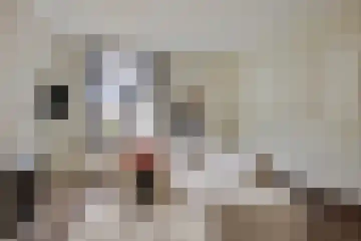 Dorpsweg 79 IJsselmuiden thumbnail 6