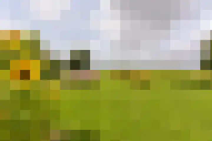 Dorpsweg 91 A Schellinkhout thumbnail 39