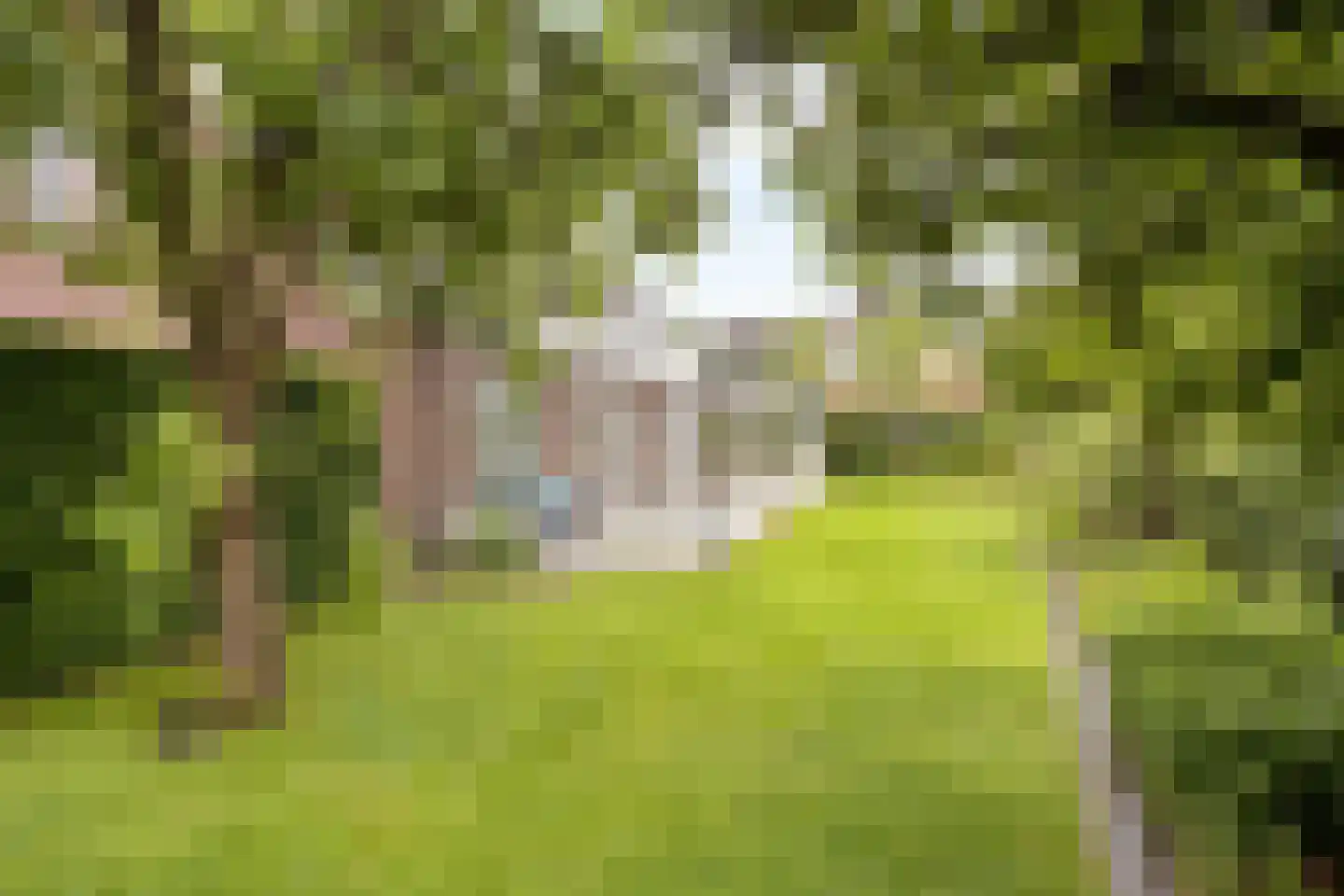Dorrewold 34 Gorssel thumbnail 16