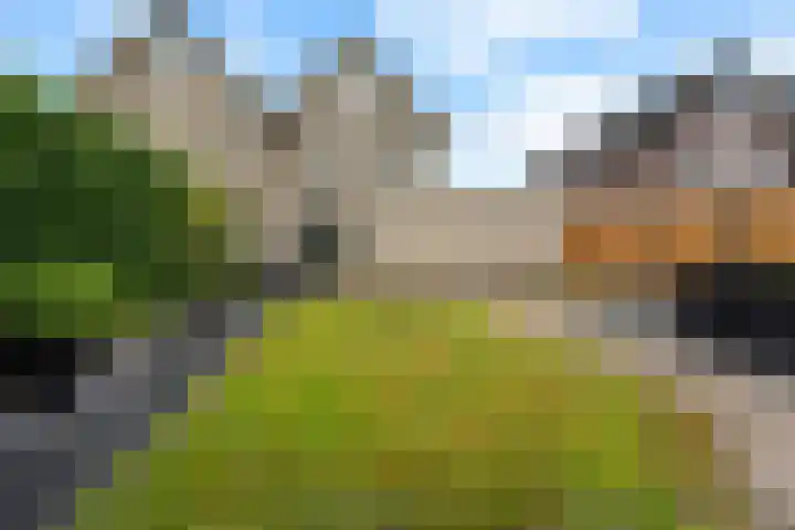 Dorsstok 17 Erica thumbnail 31