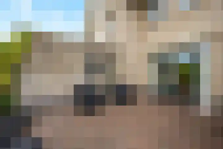 Dorsstok 17 Erica thumbnail 34