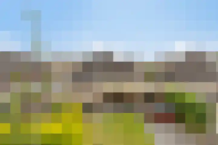 Dorsstok 22 Erica thumbnail 32