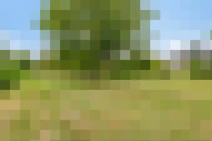 Dorsstok 22 Erica thumbnail 34