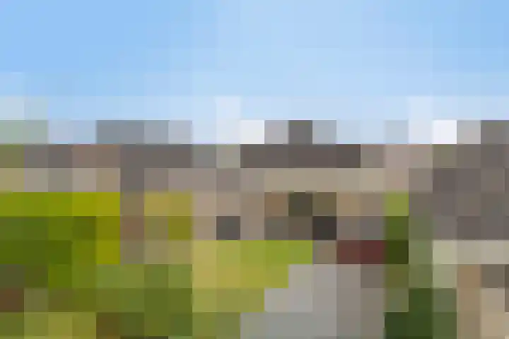 Dorsstok 22 Erica thumbnail 4