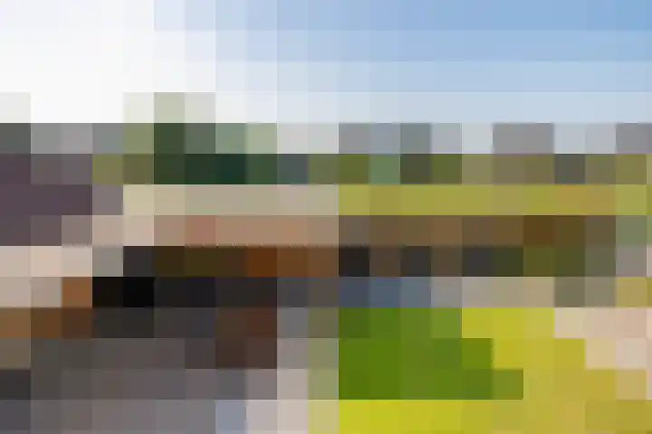 Dorsstok 28 Erica thumbnail 34