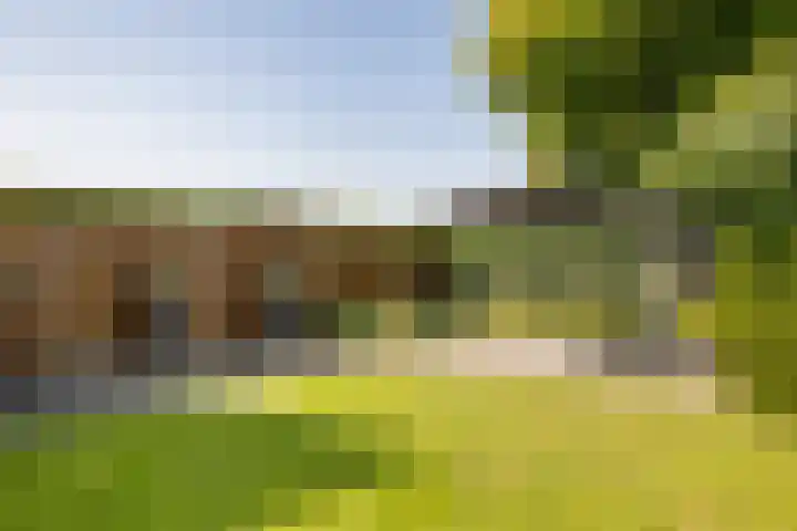 Dorsstok 28 Erica thumbnail 46
