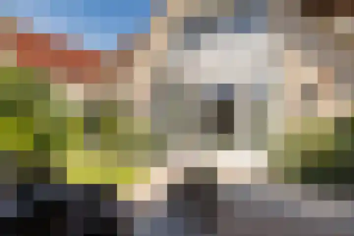 Dorsstok 28 Erica thumbnail 49