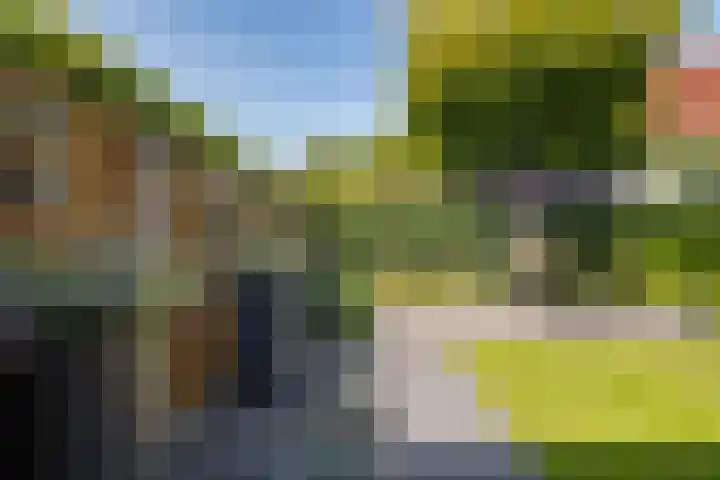 Dorsstok 28 Erica thumbnail 50