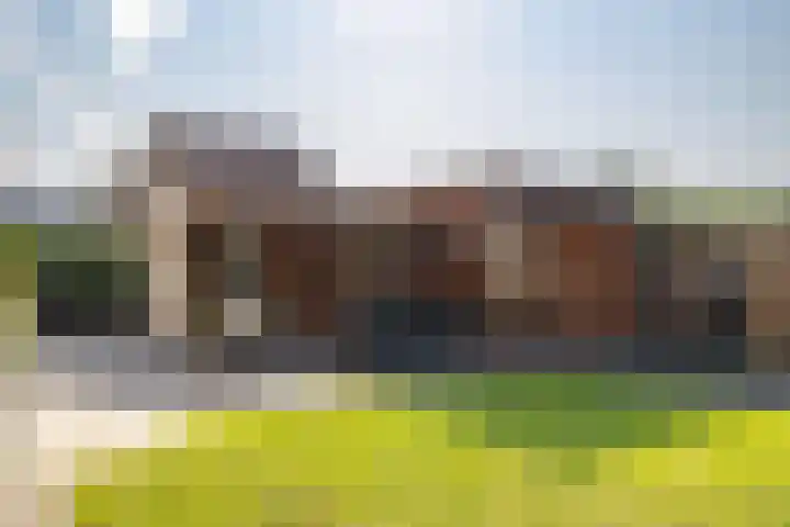 Dorsstok 28 Erica thumbnail 52