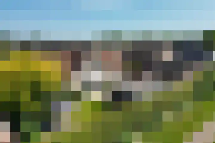 Dorsstok 28 Erica thumbnail 54