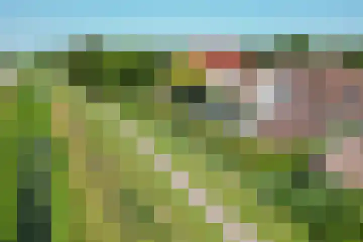 Dorsstok 28 Erica thumbnail 57