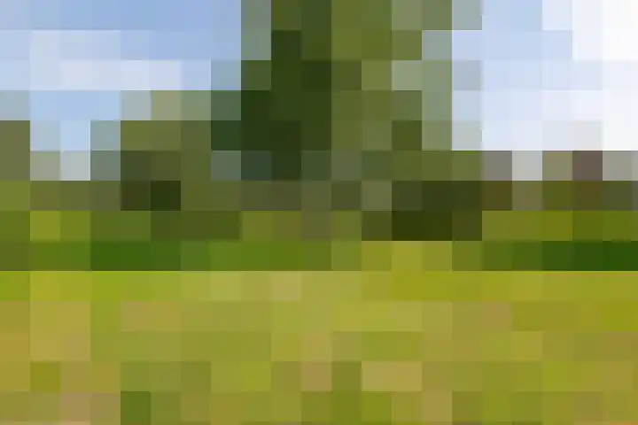 Dorsstok 28 Erica thumbnail 58
