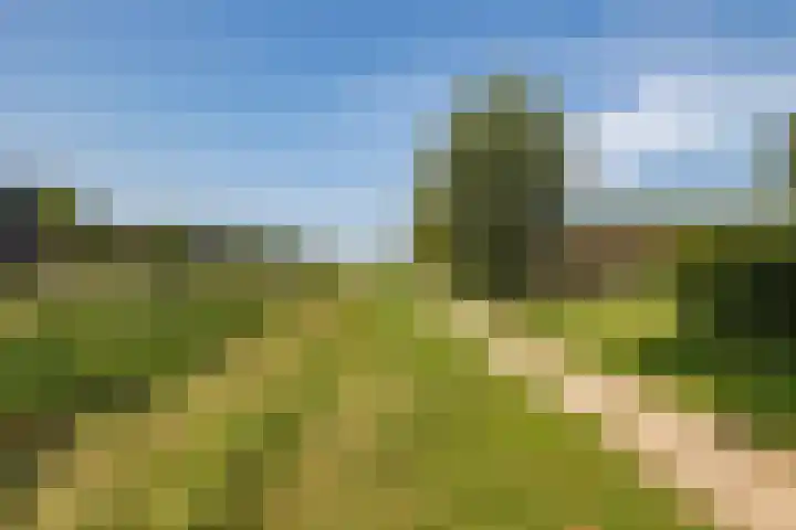 Dorsstok 28 Erica thumbnail 59