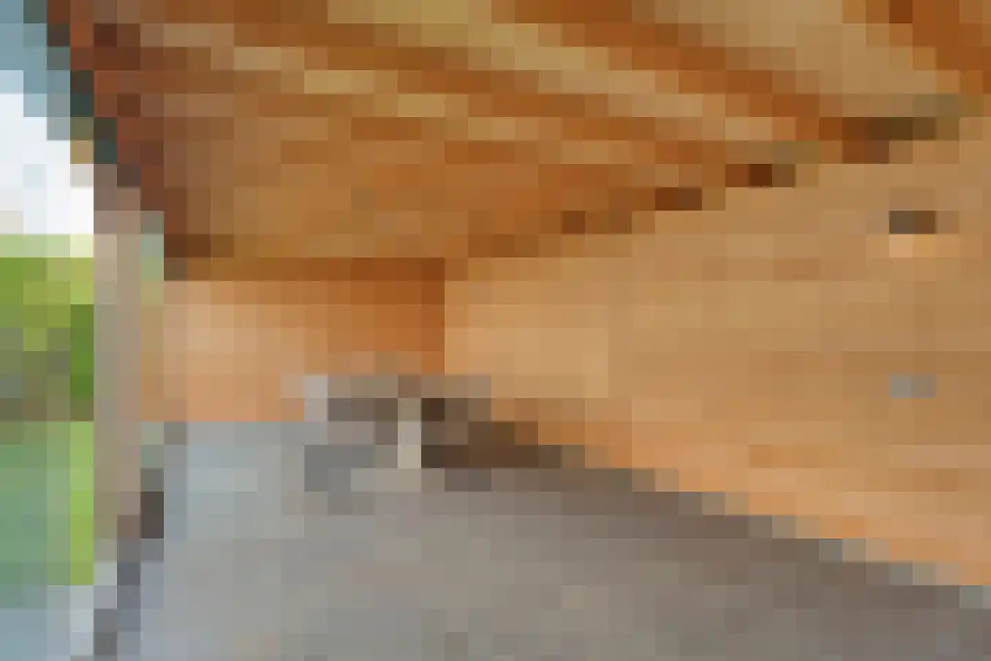 Dorsstok 9 Erica thumbnail 44