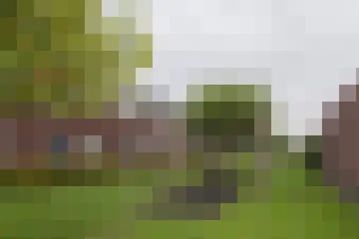 Dorsvlegel 1 De Moer foto 2