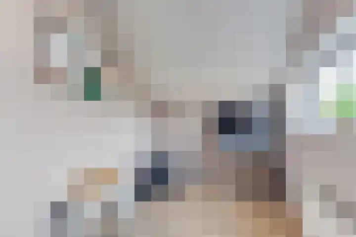 Dorsvlegel 21 Warmenhuizen thumbnail 38