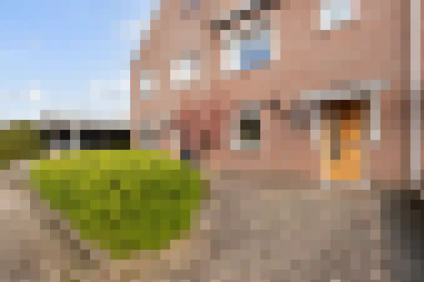 Dorsvlegel 28 Huissen thumbnail 4