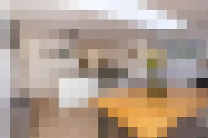 Dorsvlegel 36 Bovenkarspel thumbnail 10