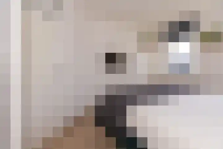 Dorsvlegel 36 Bovenkarspel thumbnail 36