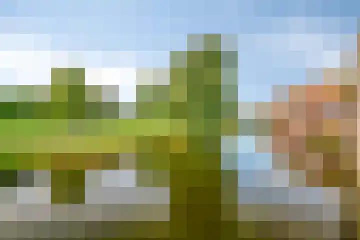 Dorsvlegel 37 Soest thumbnail 9