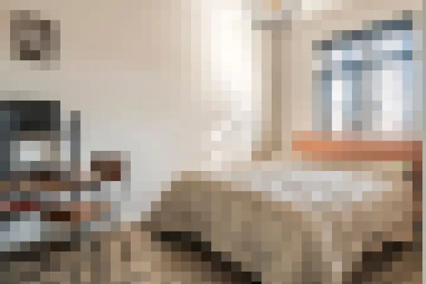Dorsvlegel 8 Meteren thumbnail 15