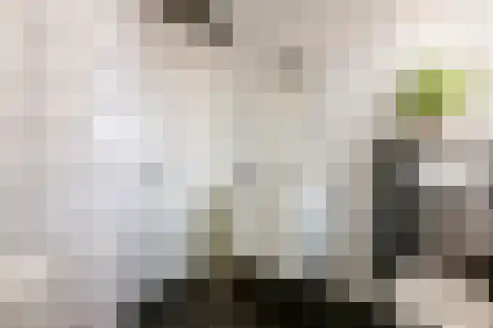 Dorsvlegel 8 Meteren thumbnail 20