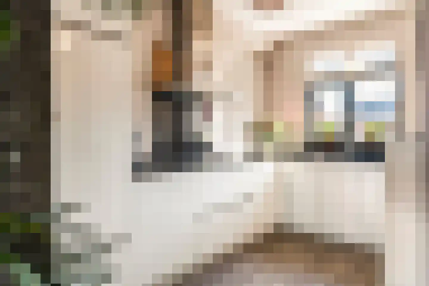 Dorsvlegel 8 Meteren thumbnail 6