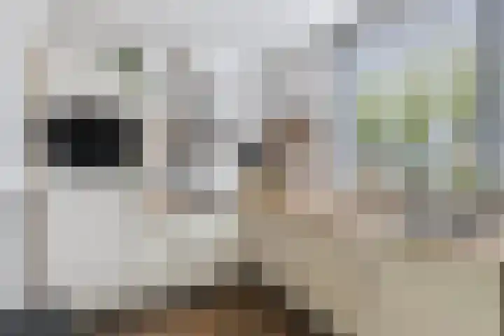 Dorsvloer 47 Drachten thumbnail 22