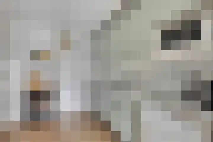 Dorus Rijkersstraat 1 Dinteloord thumbnail 15