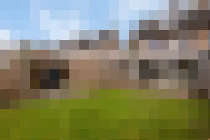 Dorus Rijkersstraat 47 Dinteloord thumbnail 33