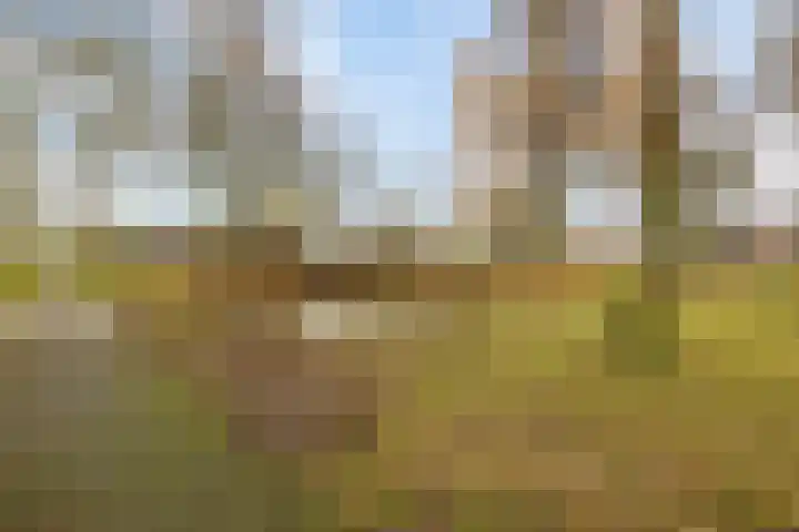 Dorus Rijkersstraat 47 Dinteloord thumbnail 38