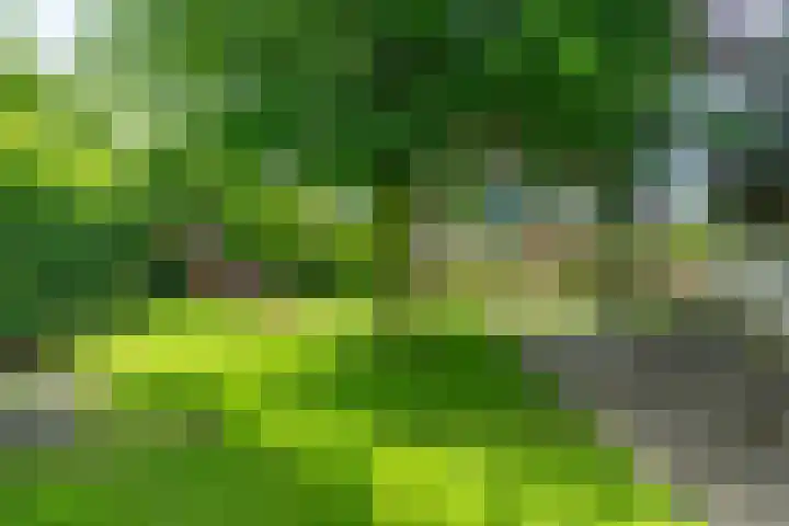 Dotinga Tún 24 Dronryp thumbnail 4