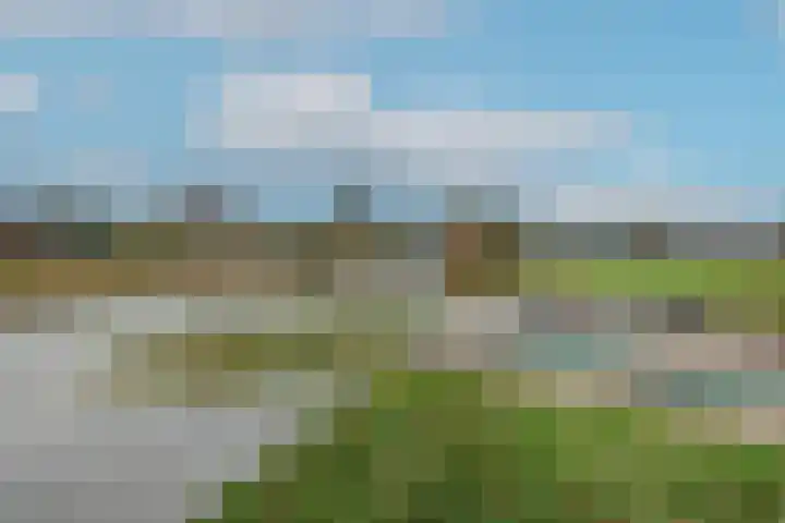 Dotterbloem 1 Wilnis thumbnail 26