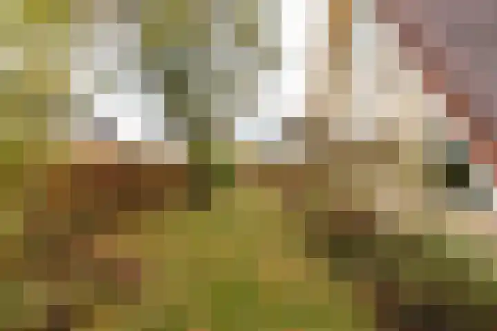 Dotterbloem 1 Zuidhorn thumbnail 23