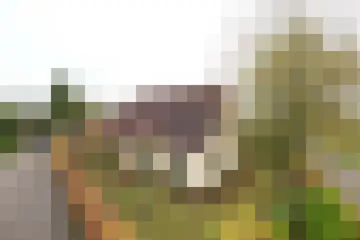 Dotterbloem 1 Zuidhorn thumbnail 5