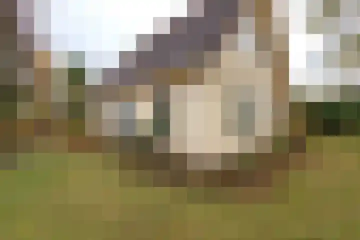 Dotterbloem 1 Zuidhorn thumbnail 7