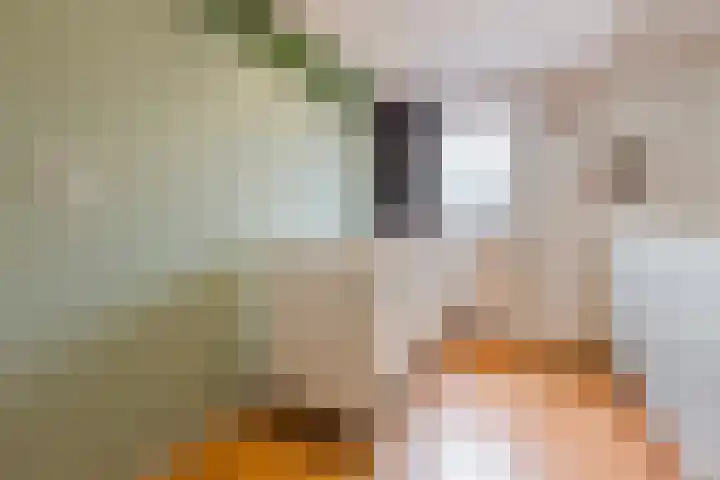 Dotterbloem 12 Uitgeest thumbnail 23
