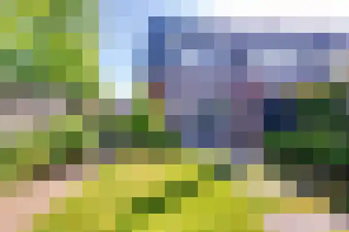 Dotterbloem 13 Streefkerk thumbnail 28