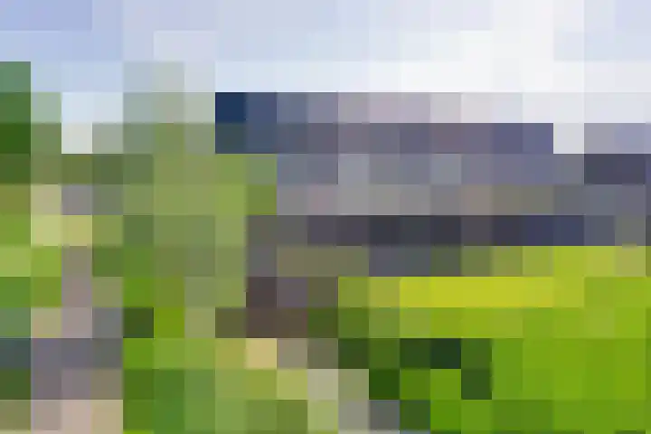 Dotterbloem 13 Streefkerk thumbnail 32