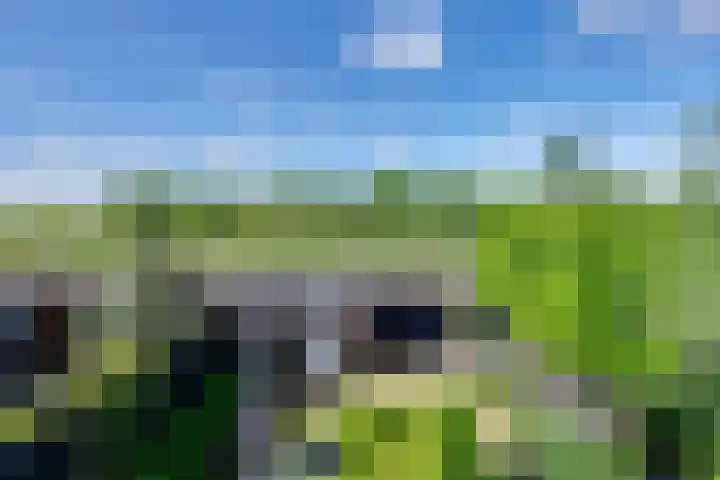 Dotterbloem 13 Streefkerk thumbnail 51