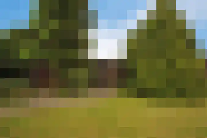 Dotterbloem 13 Wilnis thumbnail 18