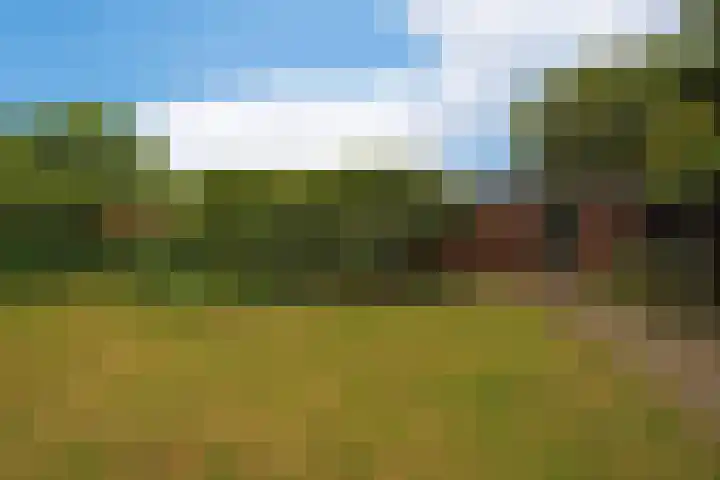 Dotterbloem 13 Wilnis thumbnail 20