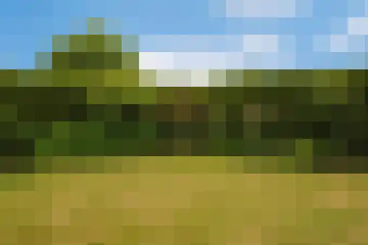 Dotterbloem 13 Wilnis thumbnail 28