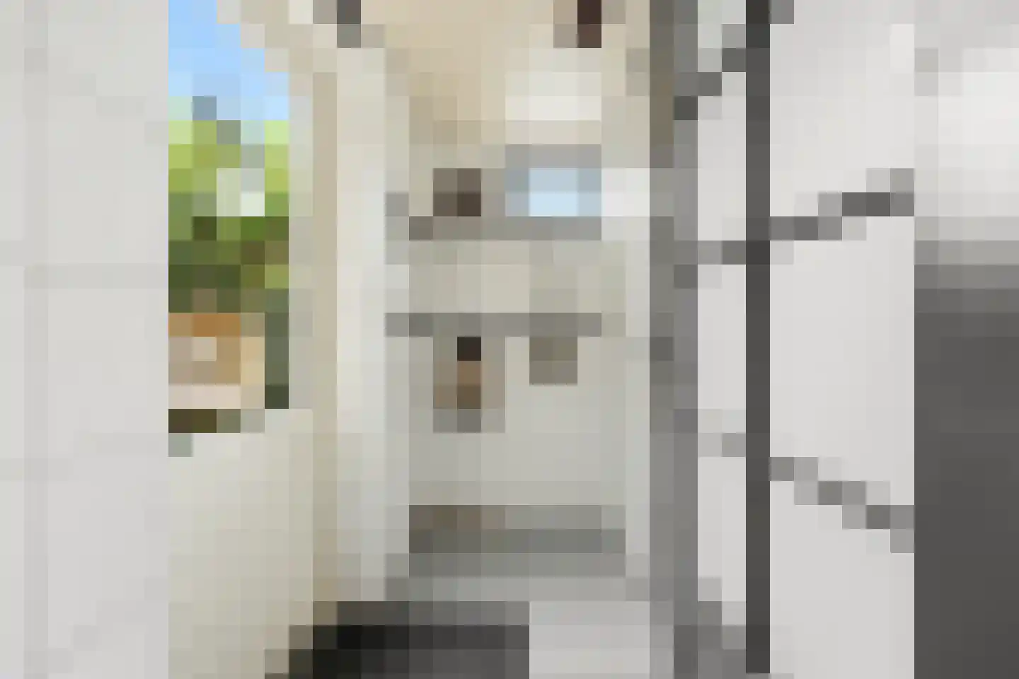 Dotterbloem 15 Nieuw-Lekkerland thumbnail 16