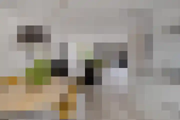Dotterbloem 16 Hendrik-Ido-Ambacht thumbnail 8