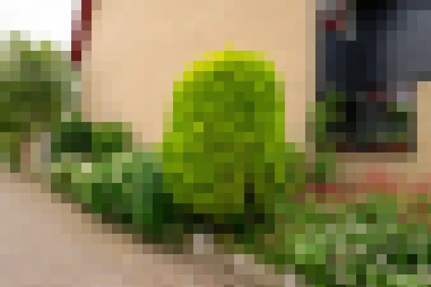 Dotterbloem 17 Leiden thumbnail 4