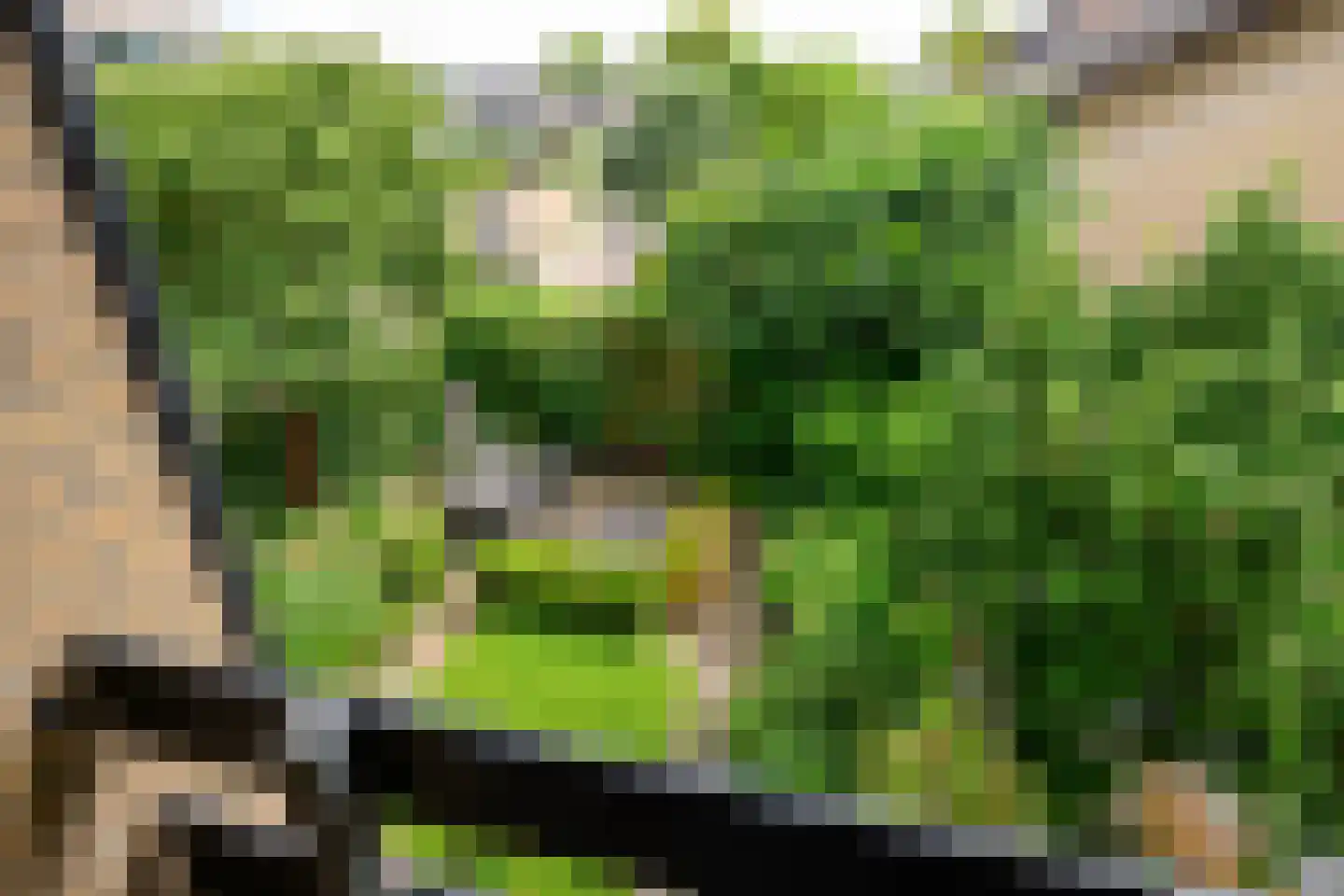 Dotterbloem 17 Leiden thumbnail 42