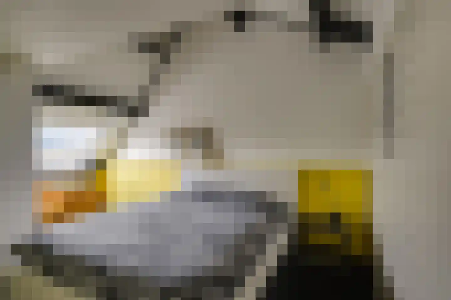 Dotterbloem 17 Leiden thumbnail 47